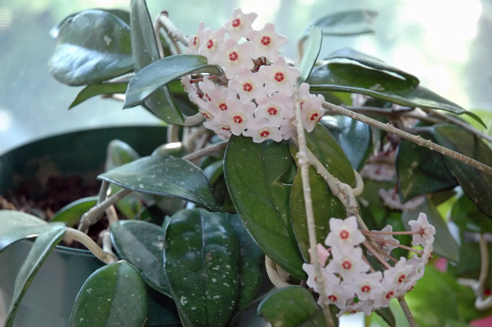 Vaškuolė 'Tricolor' (Porcelianinė gėlė)