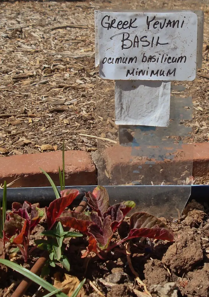 Bazilikas 'Minimum' (Mažalapis bazilikas)