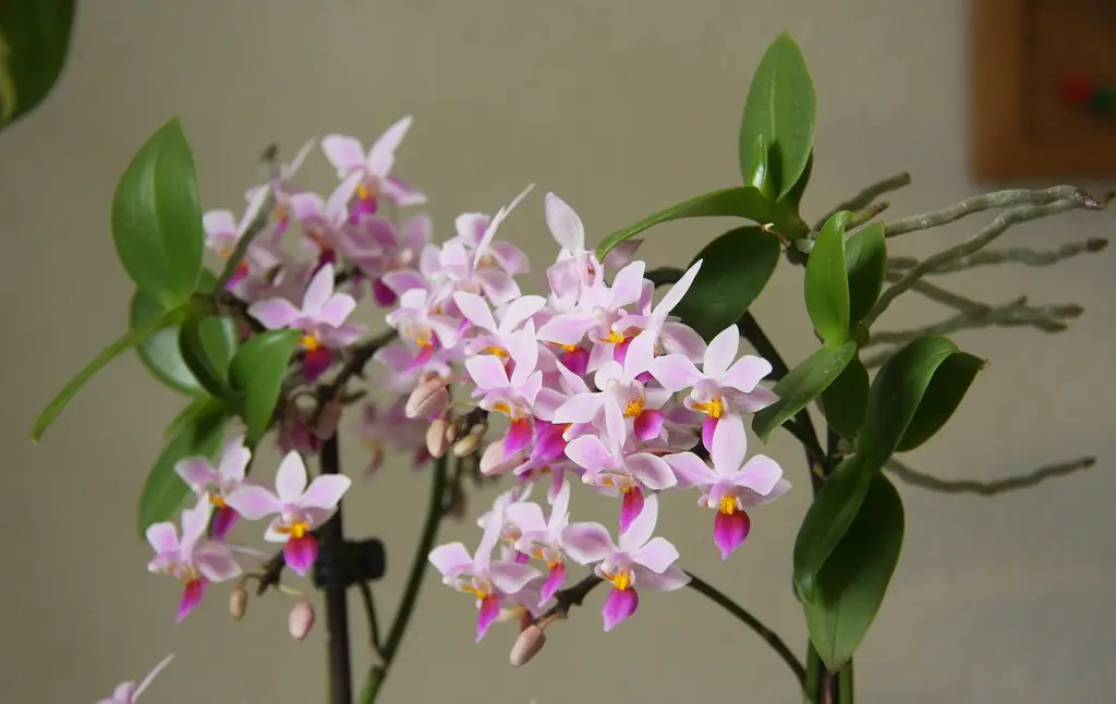 Falenopsis 'Equestris' (Druginė orchidėja)