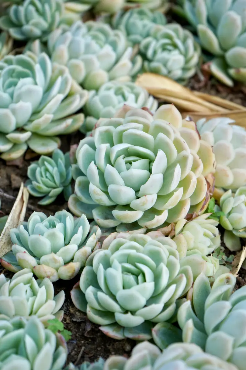 Echeverija 'Perle von Nürnberg'