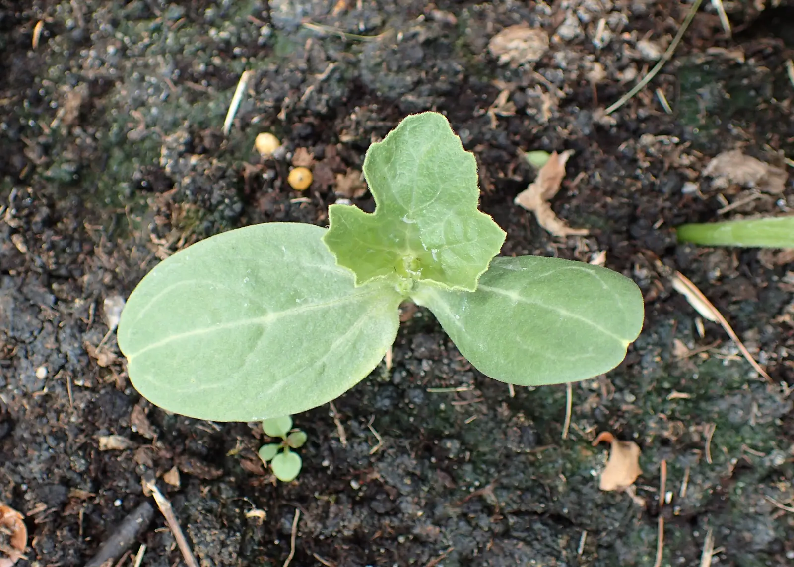 Geltonasis arbūzas 'Zloto Wolicy' (Citrullus lanatus 'Zloto Wolicy')