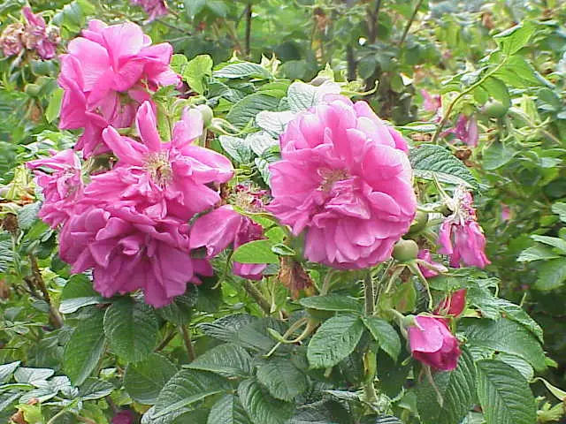"Hansa" rožė (Rosa 'Hansa')