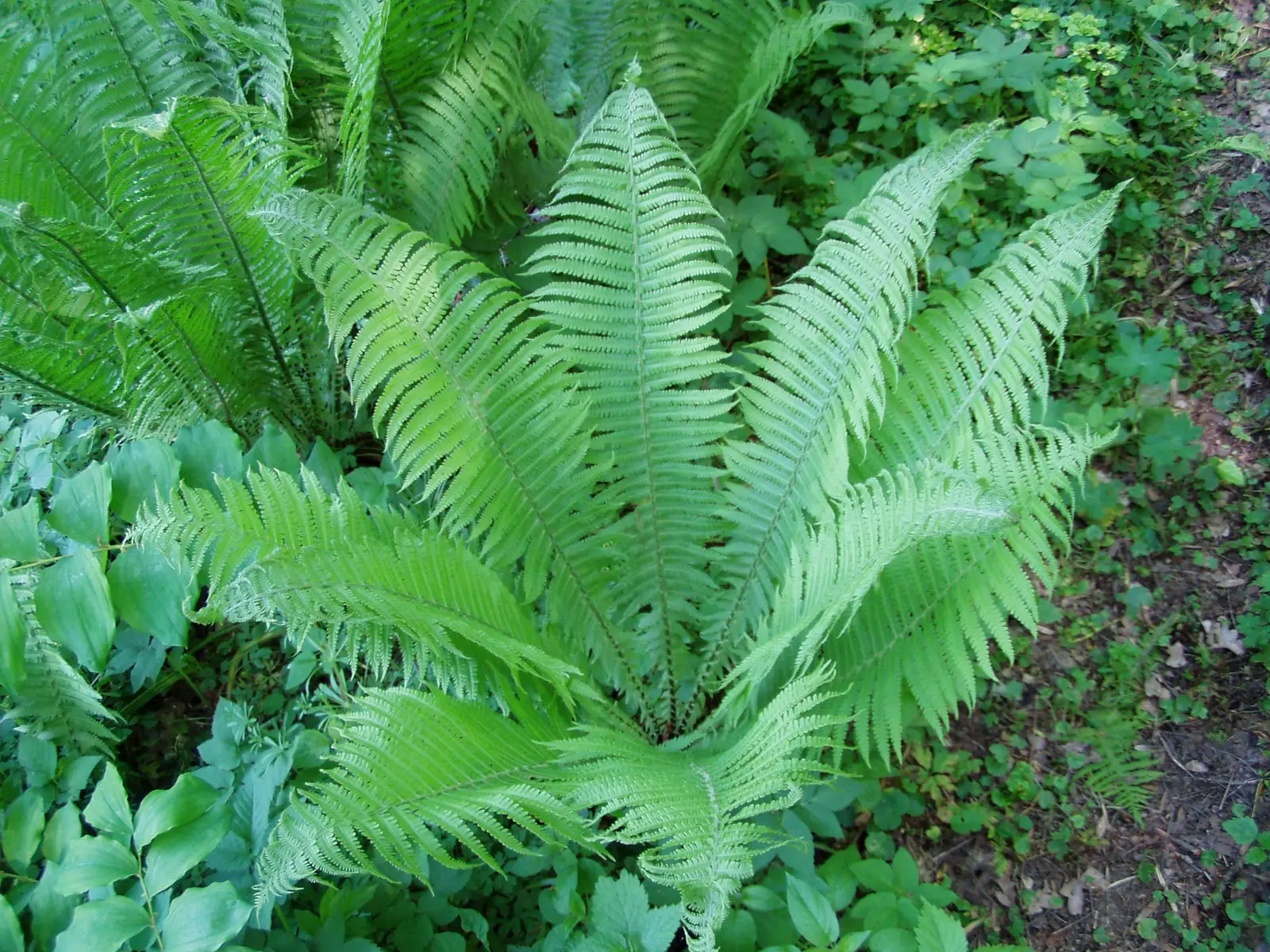 Stručio papartis (Matteuccia struthiopteris)