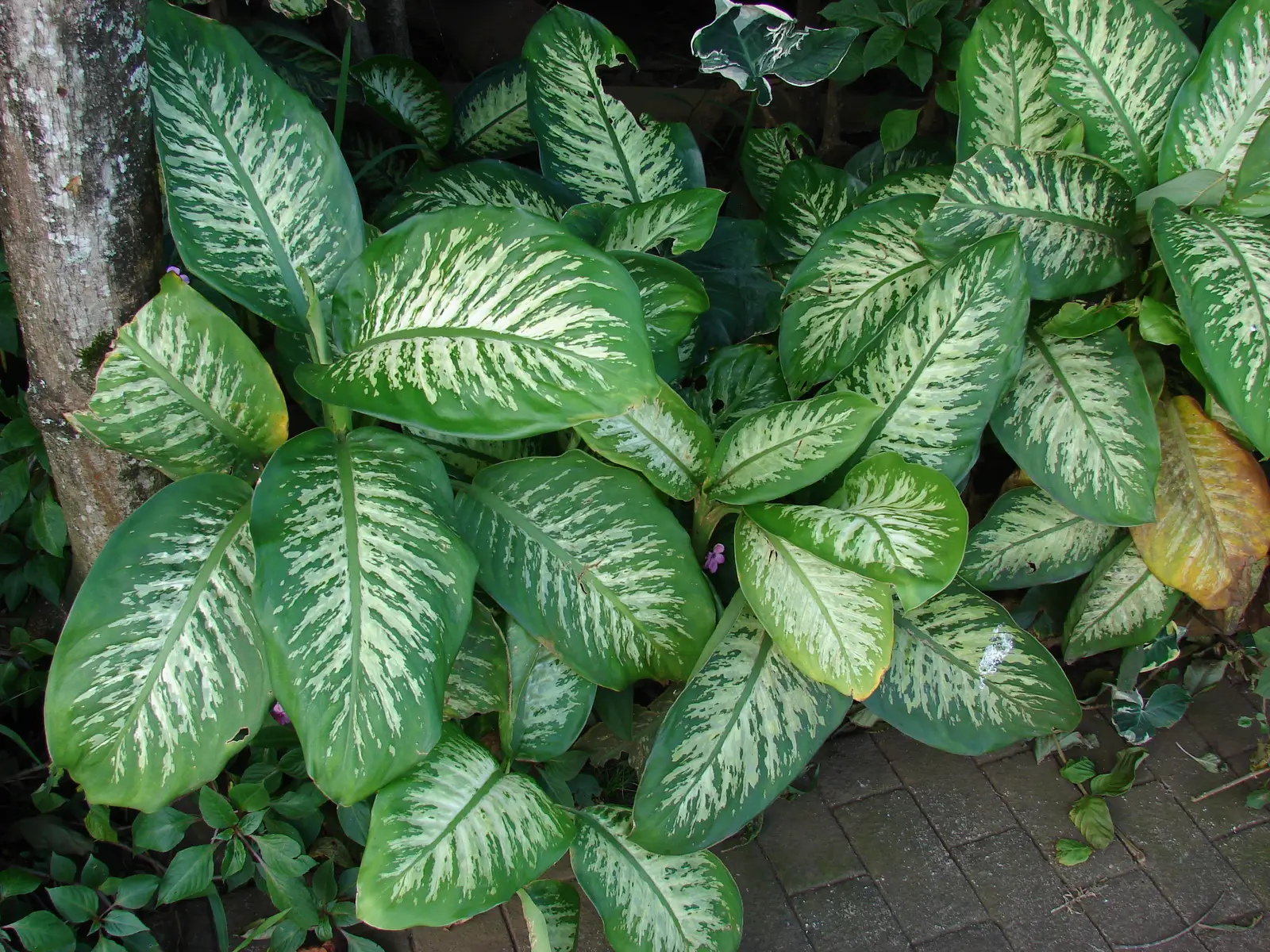 Difenbachija 'Tropic Marianne'