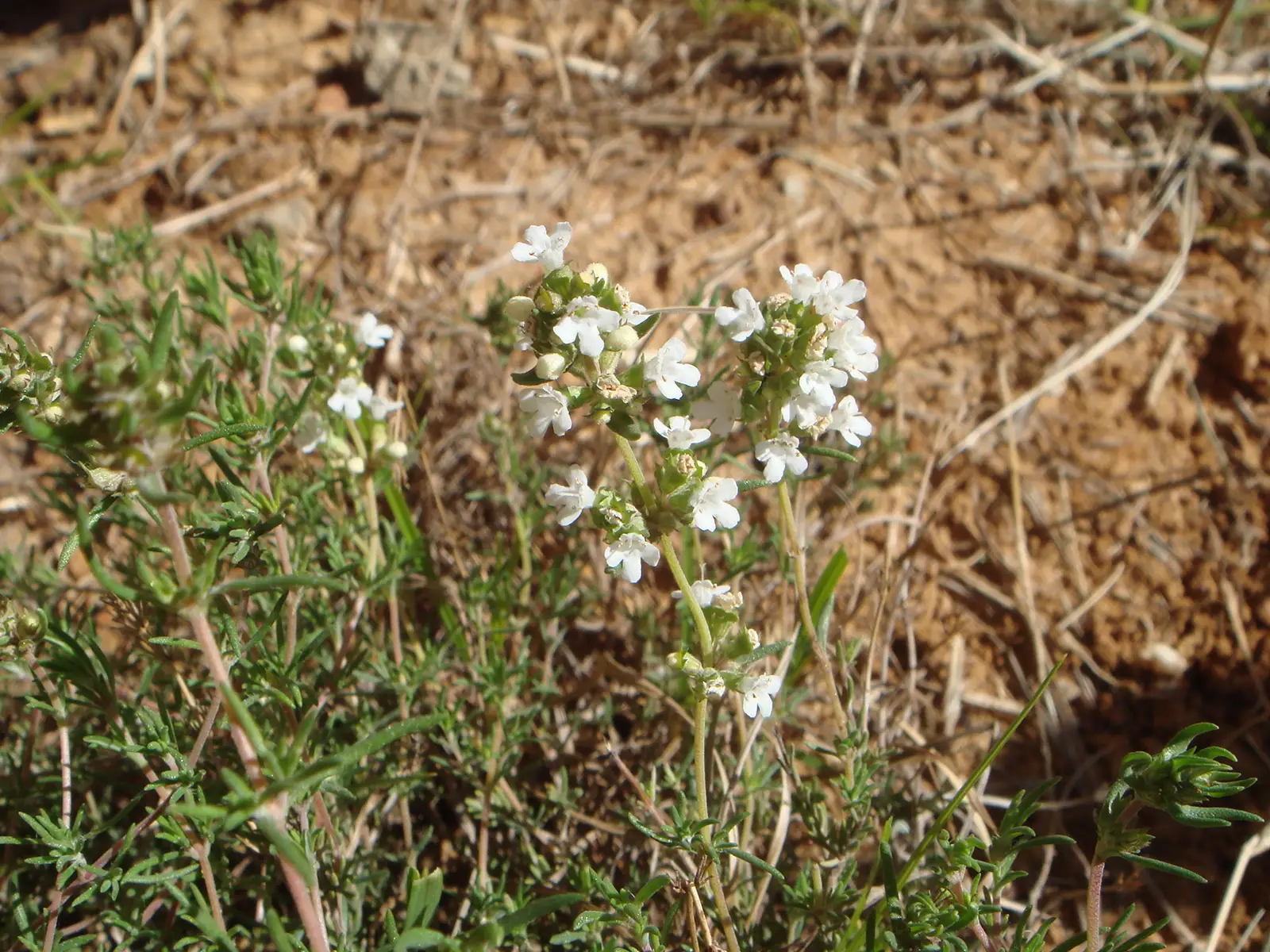Citrininis čiobrelis (Citrinžolė)
