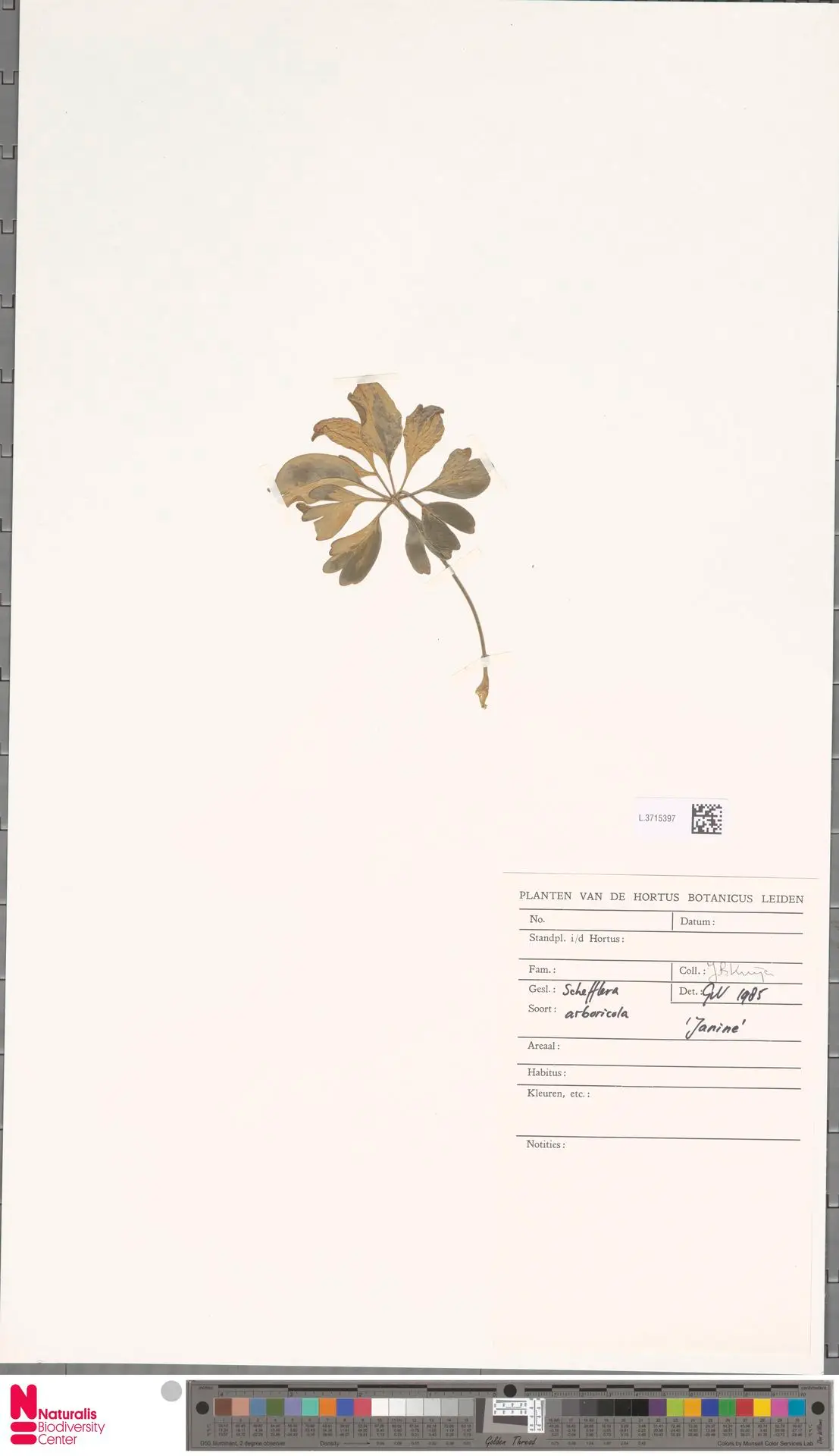 Skėtmedis 'Janine' (Schefflera)
