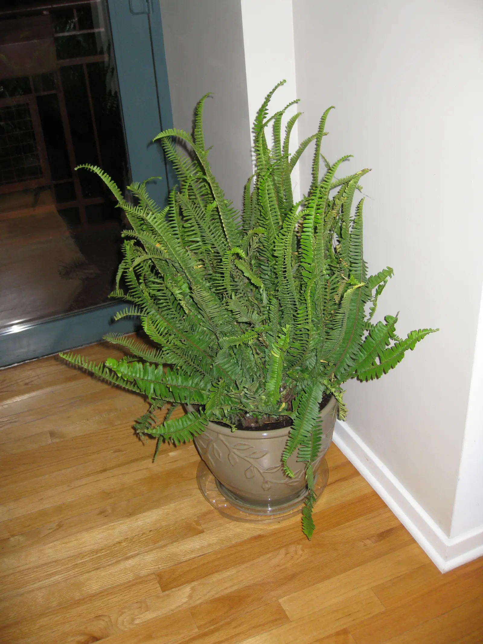 Karališkasis papartis 'Kimberly Queen' (Nephrolepis obliterata 'Kimberly Queen Fern')