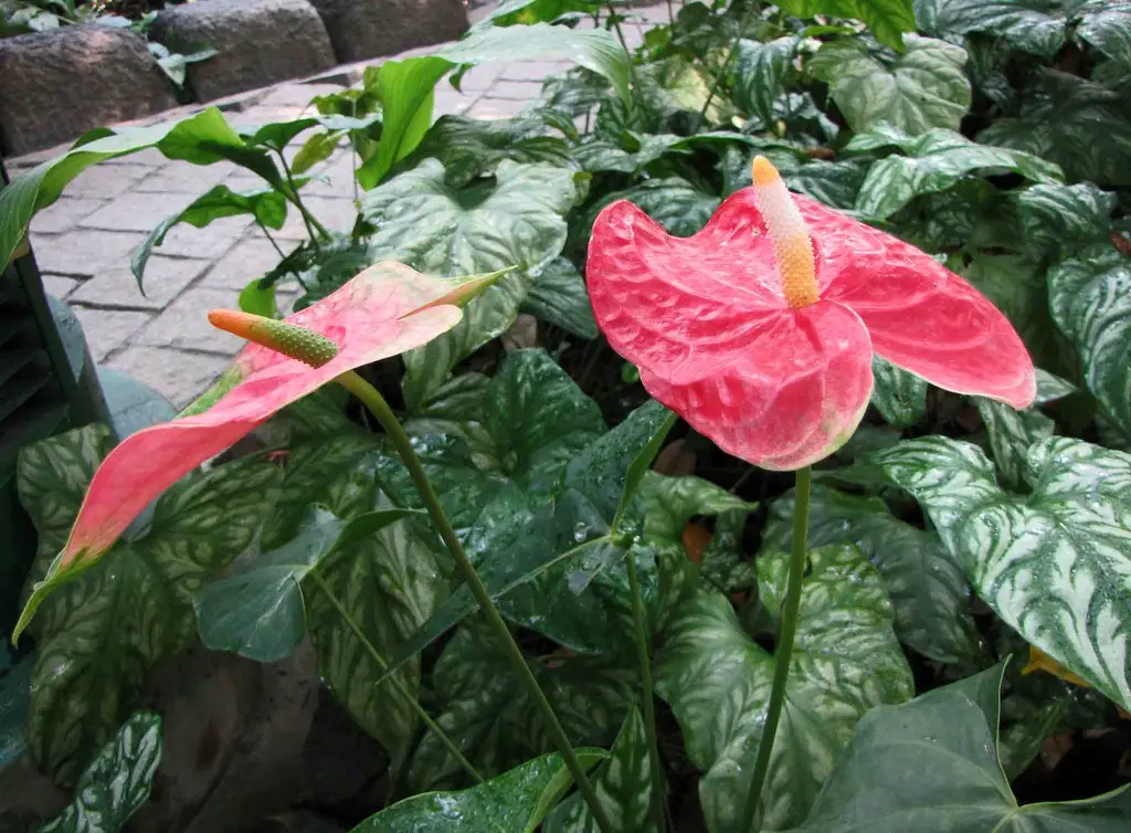 Anturis 'Dakota' (Flamingų gėlė)