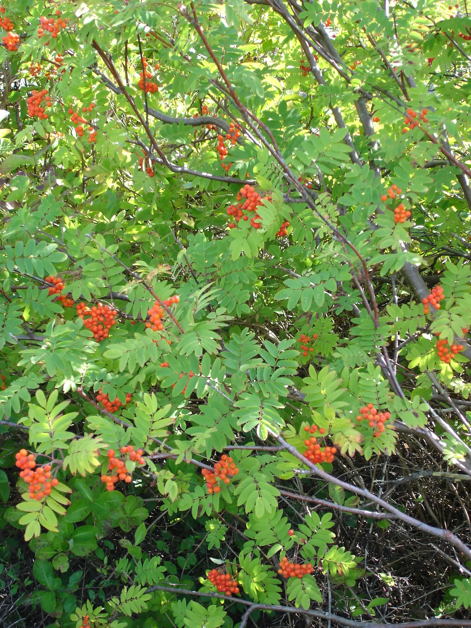 Granatinis Nevežino šermukšnis (Šermukšnis 'Granatnaja' 'Nevezhinskaja')