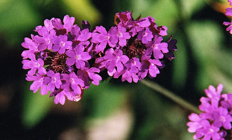 Verbena rigida (Kietoji verbena)