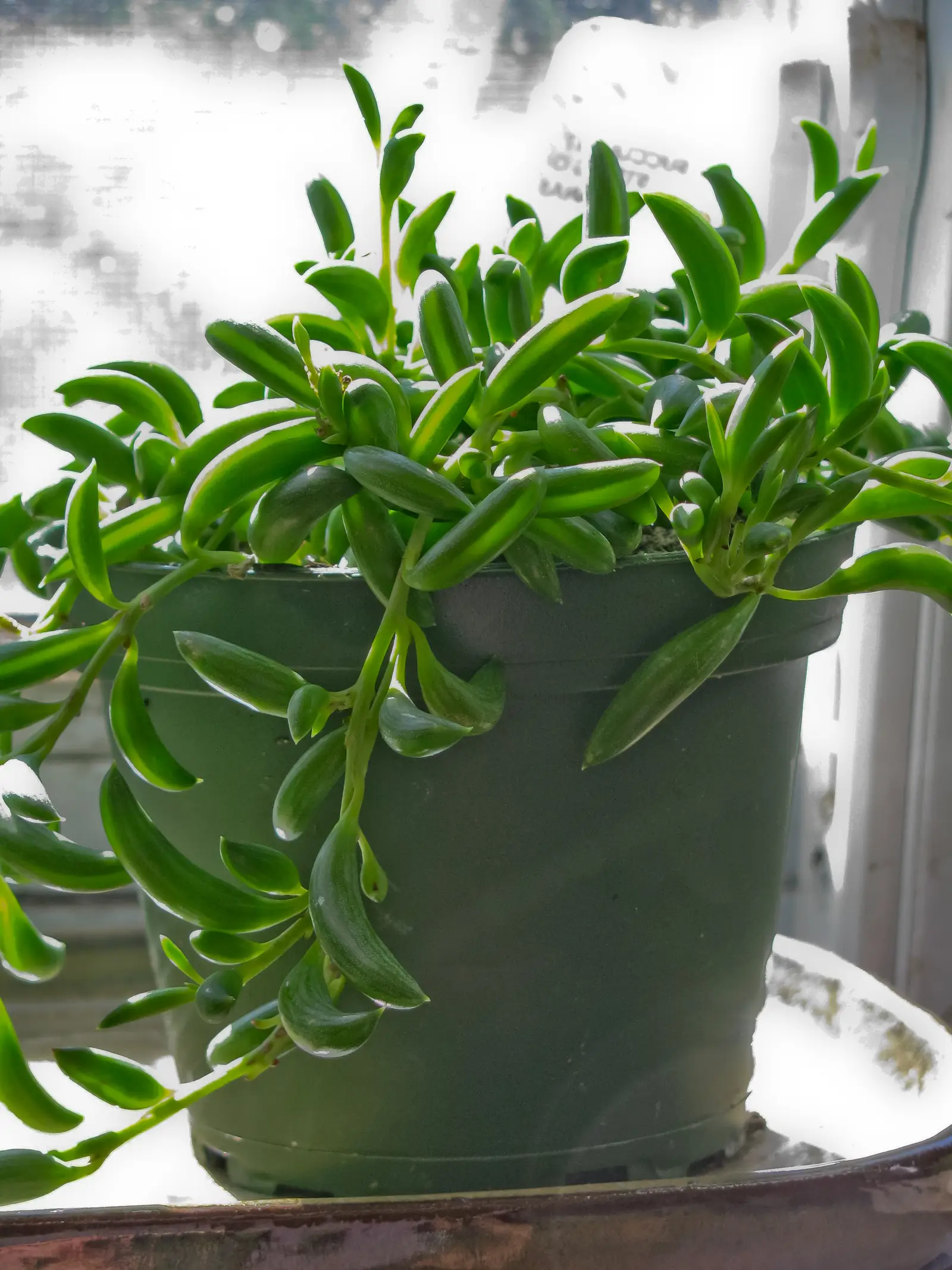 Bananų virvelė 'Variegata' (Margalapė Bananų Virvelė)