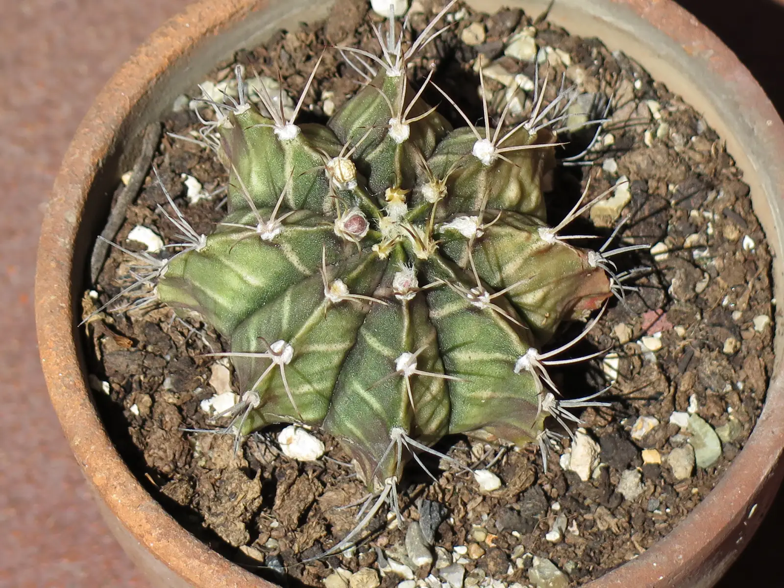 Gimnokaliumas Mihanovichii (Gymnocalycium mihanovichii)