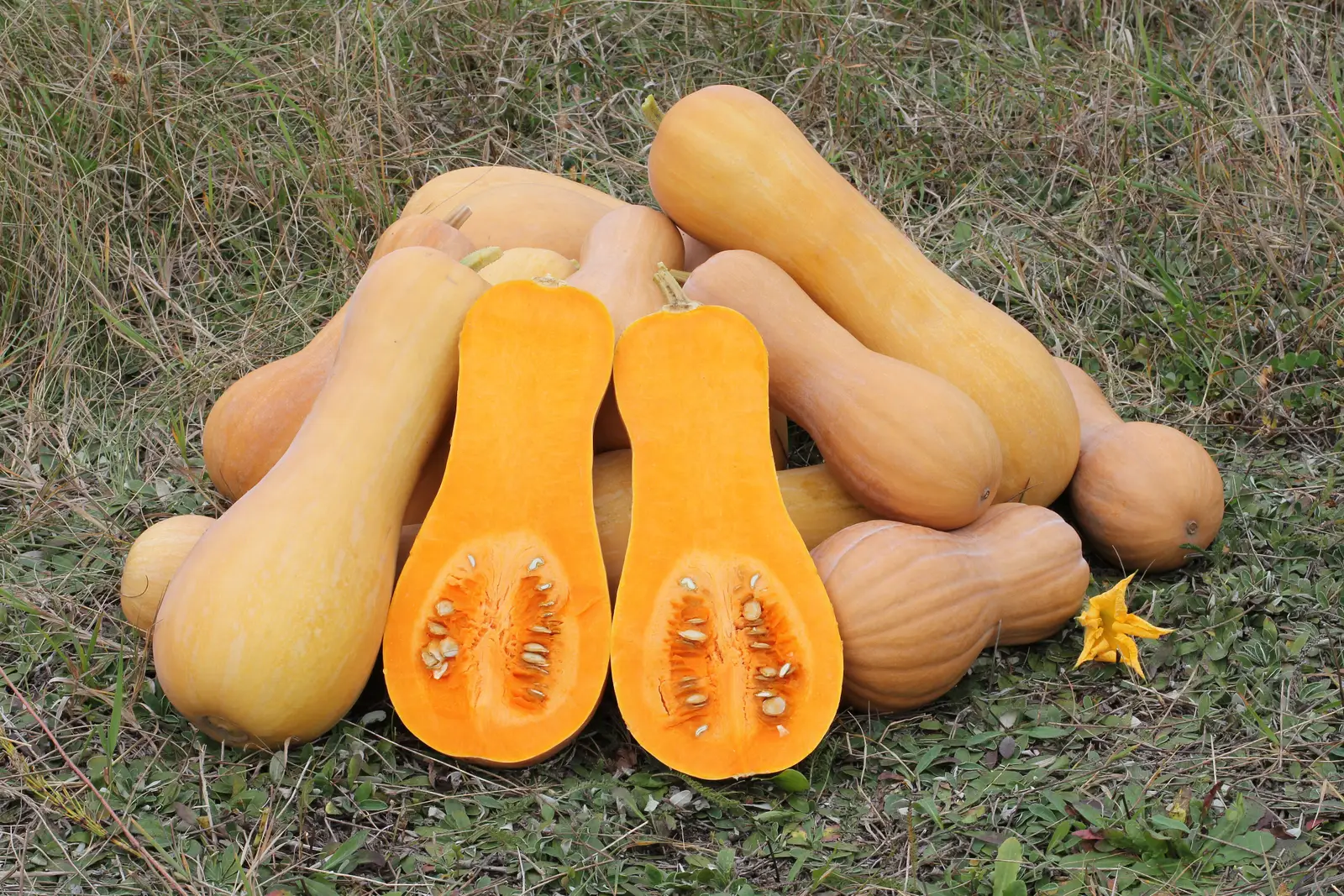 Butternut skvošas 'Early Butternut' (Muskatinis moliūgas)