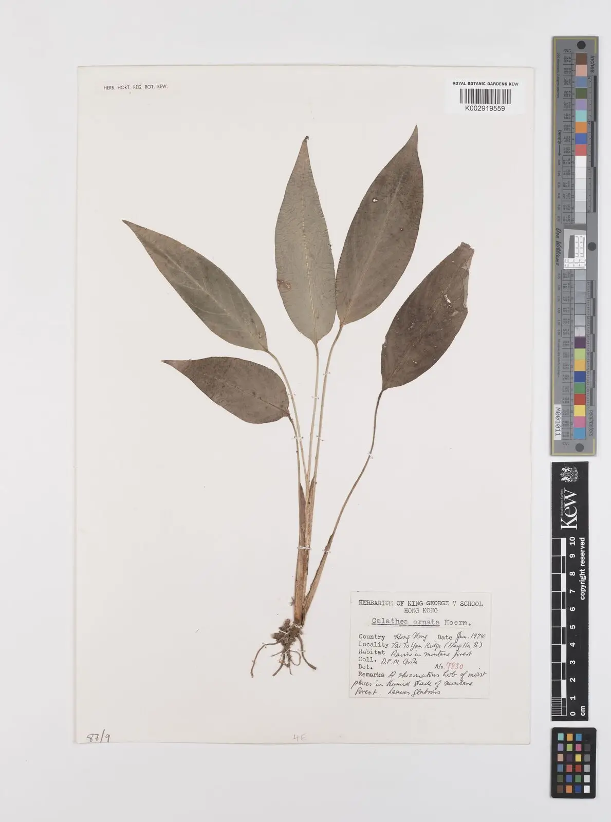 Kalatėja dryžuotoji 'Roseolineata' (Goeppertia ornata 'Roseolineata')
