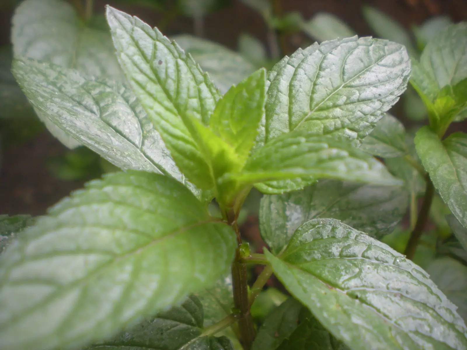 Pipirmėtė 'Šokoladinė Mėta' (Mentha x piperita 'Chocolate')