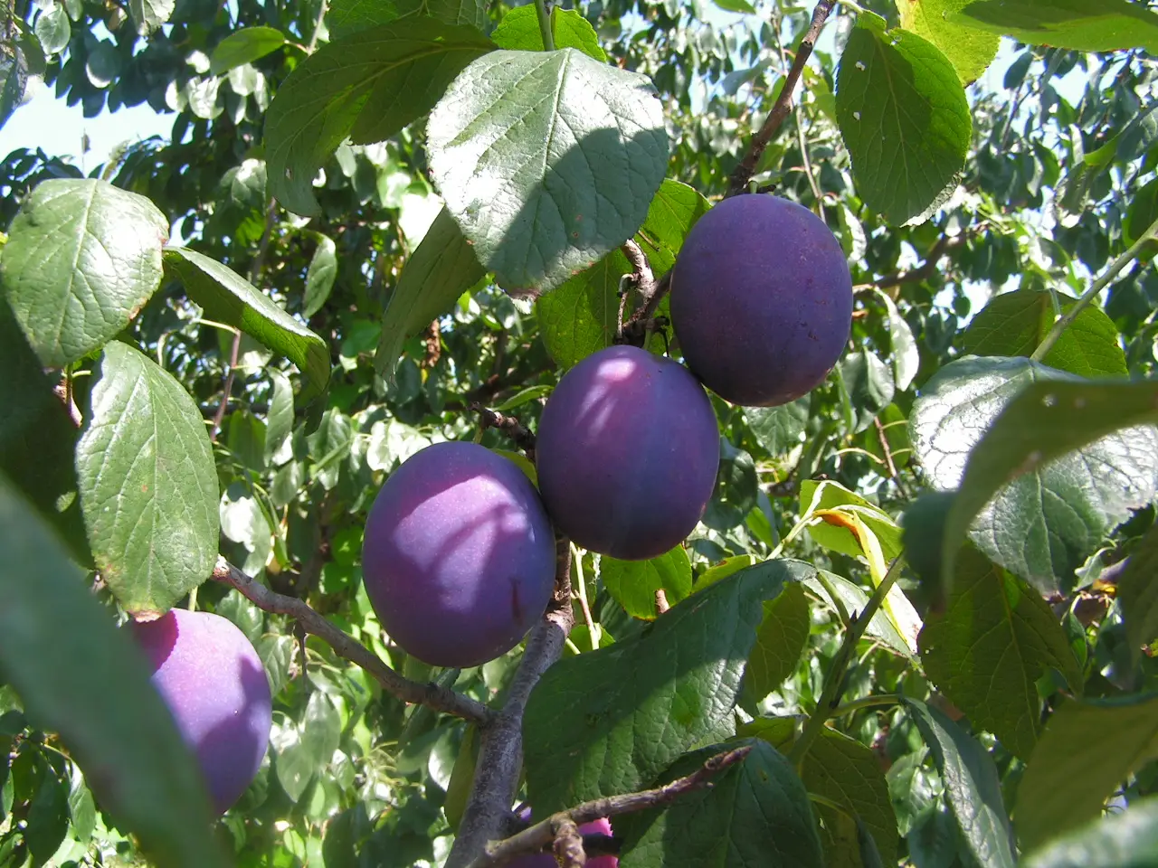 Viktorijos slyva (Victoria Plum)