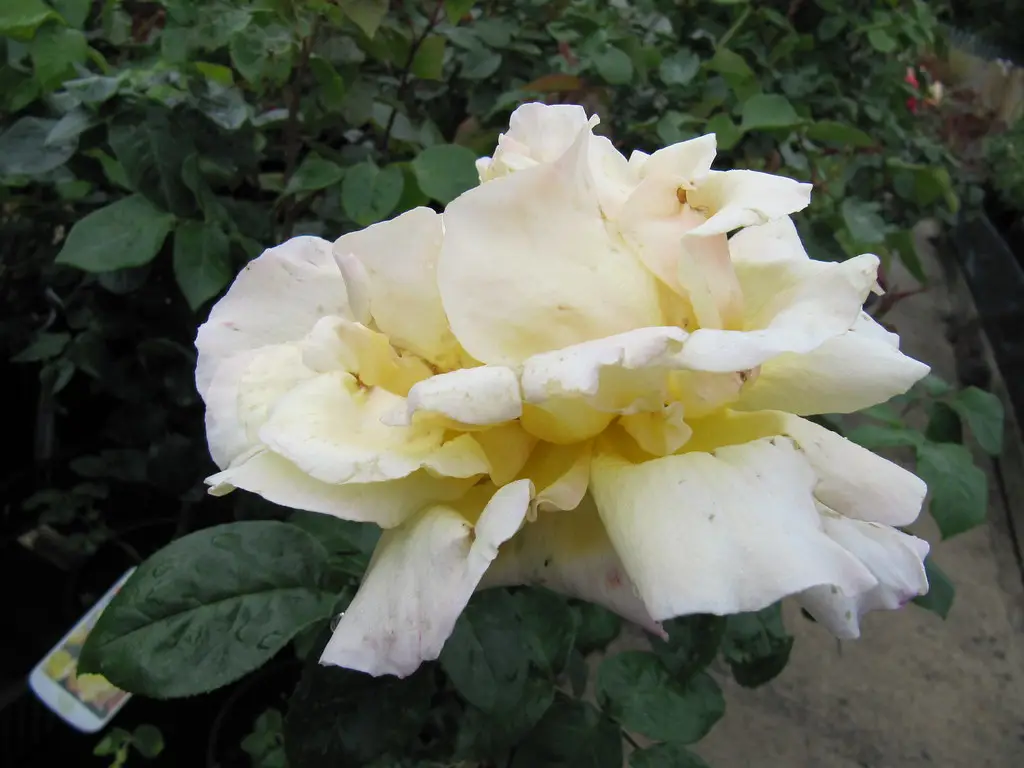 Rožė 'Gloria Dei' ('Peace')
