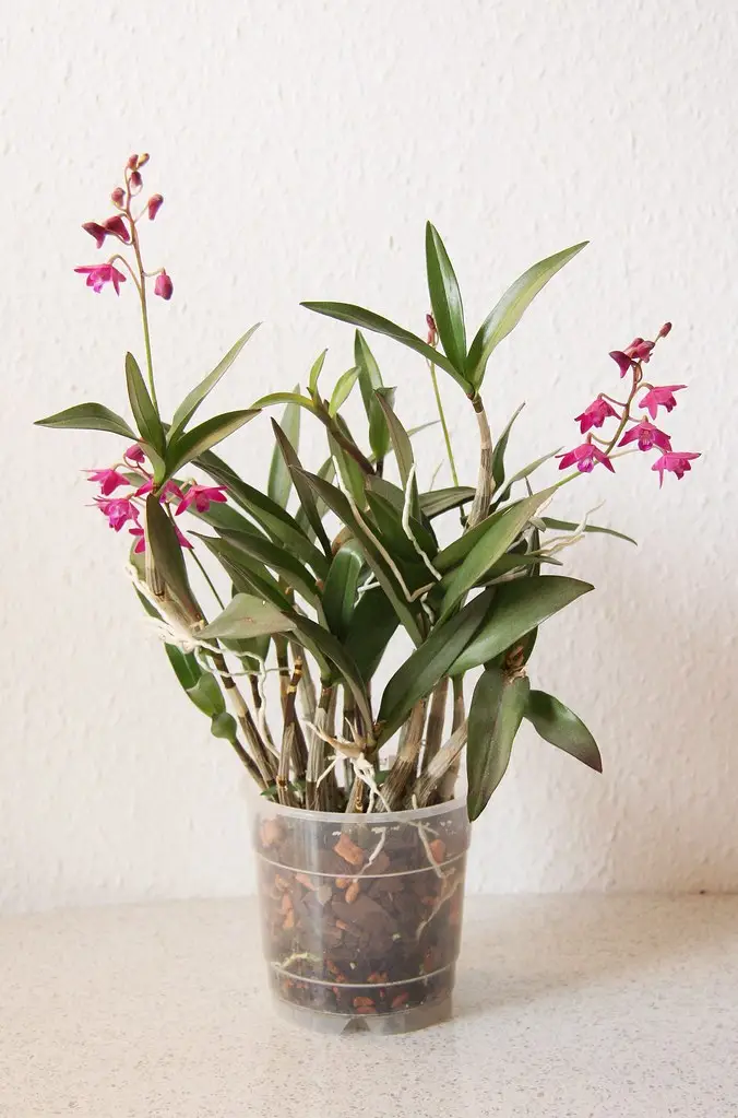 Dendrobis 'Berry Oda'