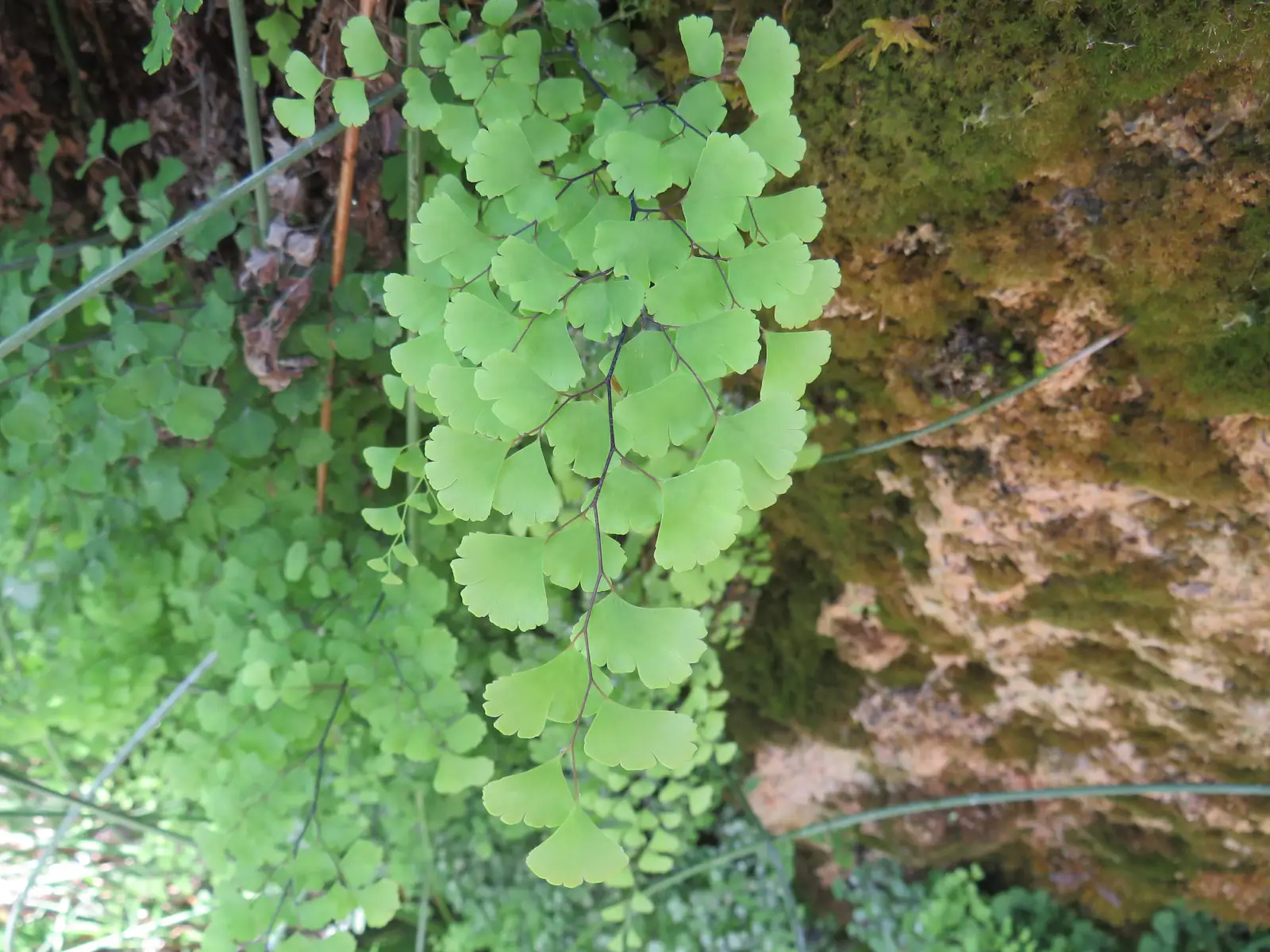 Papartinis adiantas 'Fritz-Luthi' (Veneros plaukai)