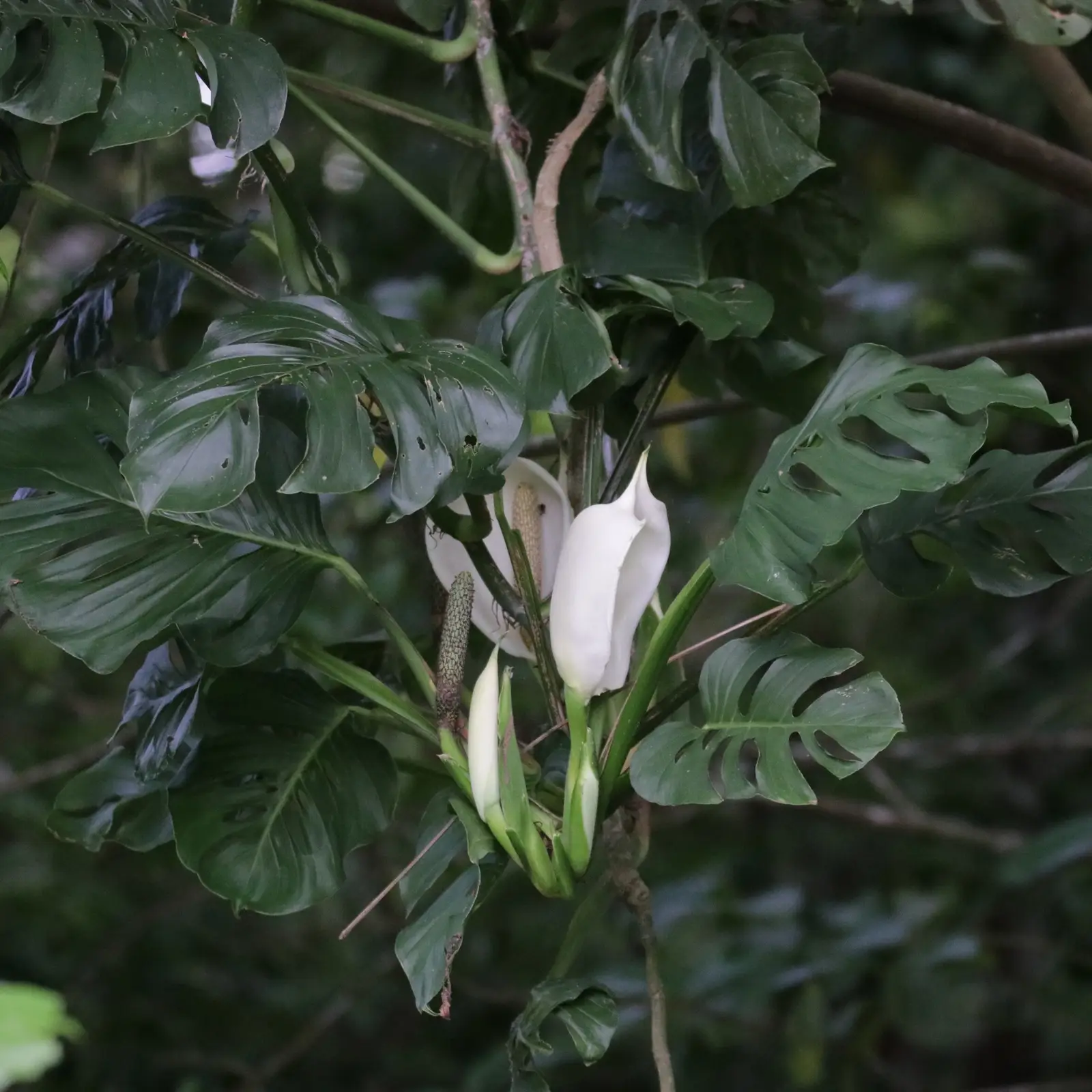 Monstera adansonii (Skylėtoji monstera)