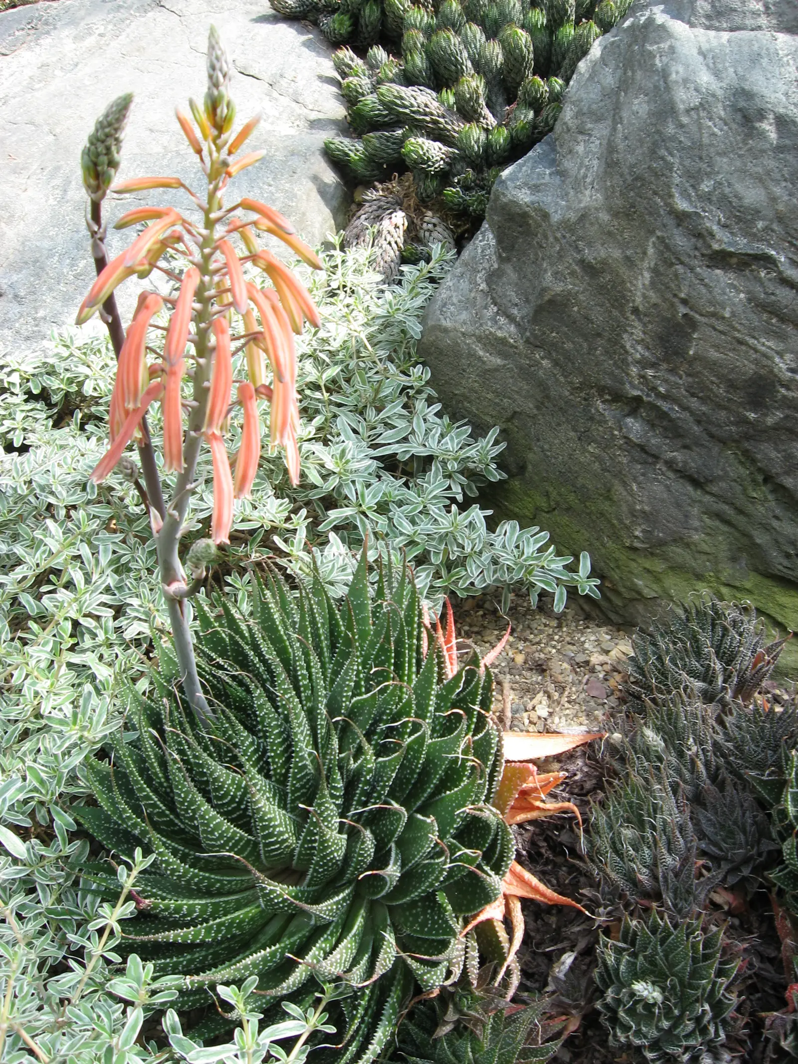 Dantytasis alijošius 'Aristata' (Miniatiūrinis alijošius)