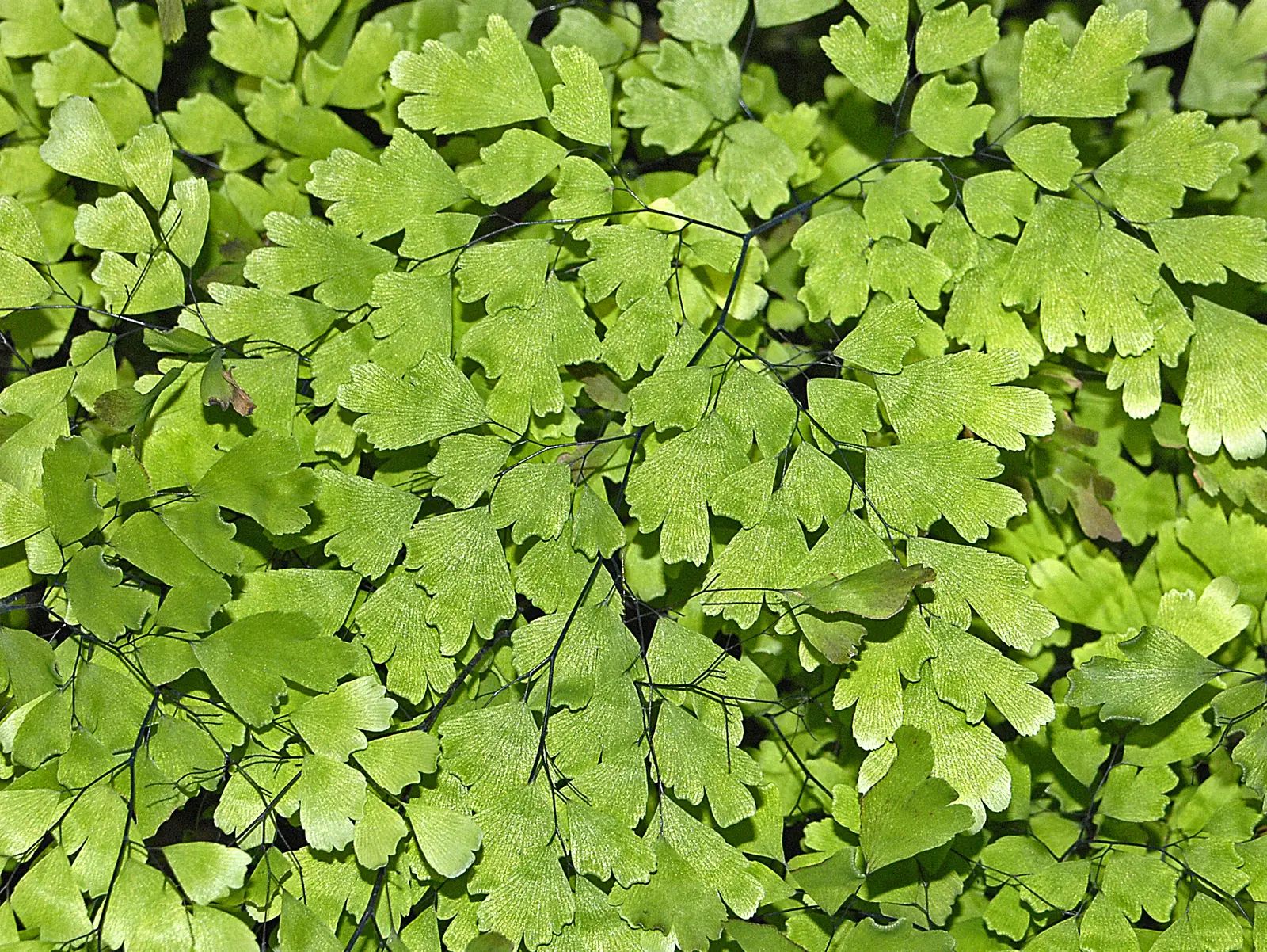 Trapusis adiantas (Ventiliatorinis adiantas)