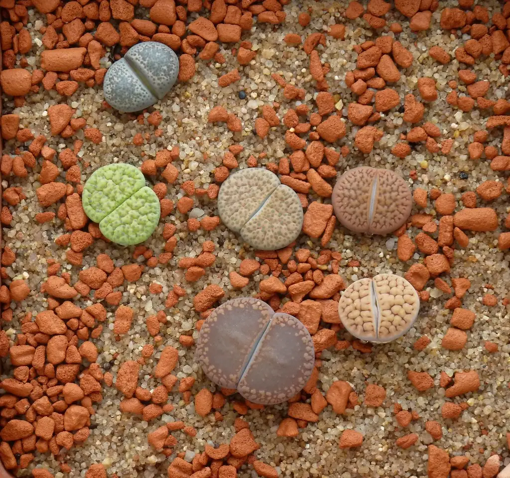 Karasmontanos Lithopas (Gyvieji akmenys)