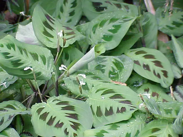 Maldininkė 'Fascinator' (Maldažolė)