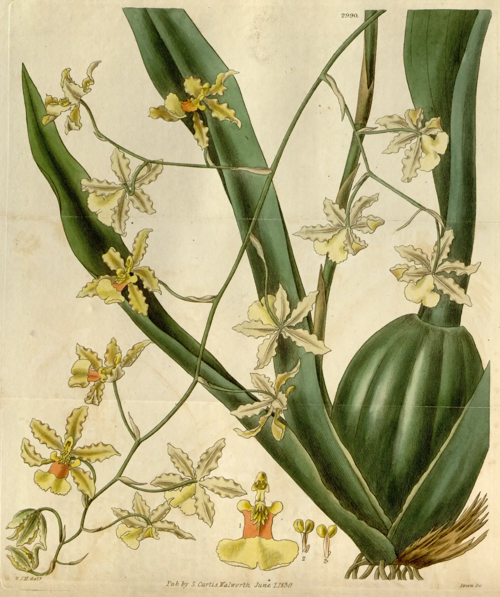 Orchidėja Oncidium 'Twinkle'