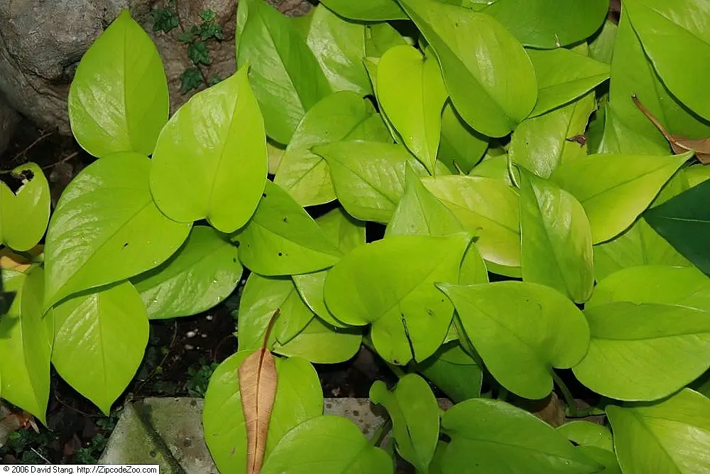Smulkusis fikusas 'Quercifolia' (Vijoklinis fikusas)