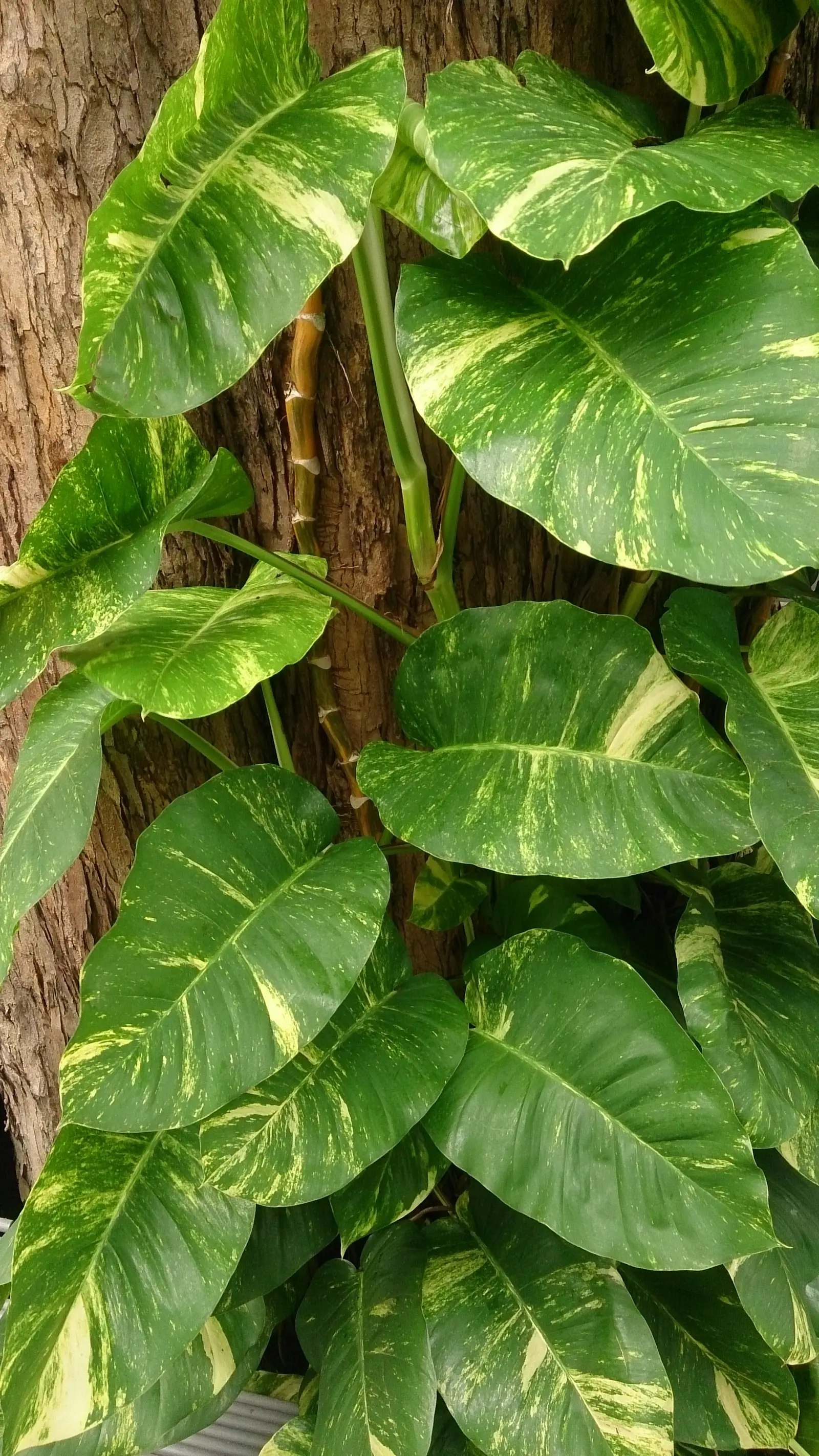 N'Joy Scindapsas (Auksinis scindapsas 'N'Joy')