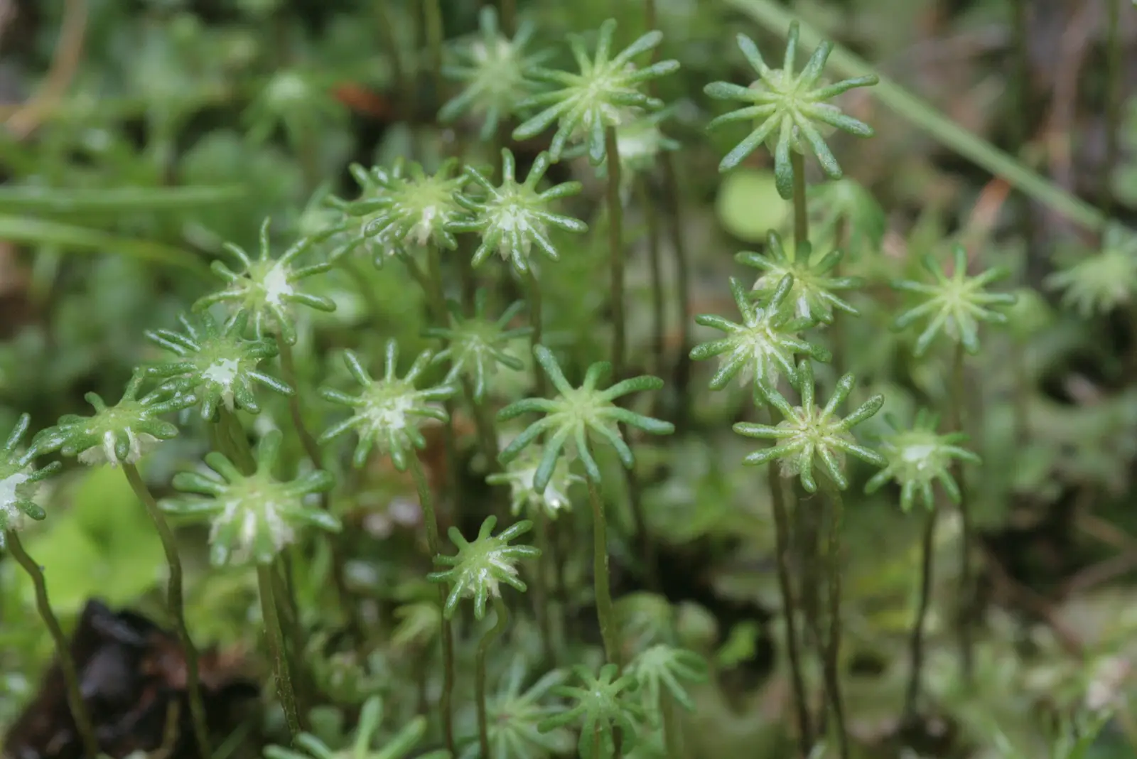 Pietinė maršantija (Marchantia paleacea)