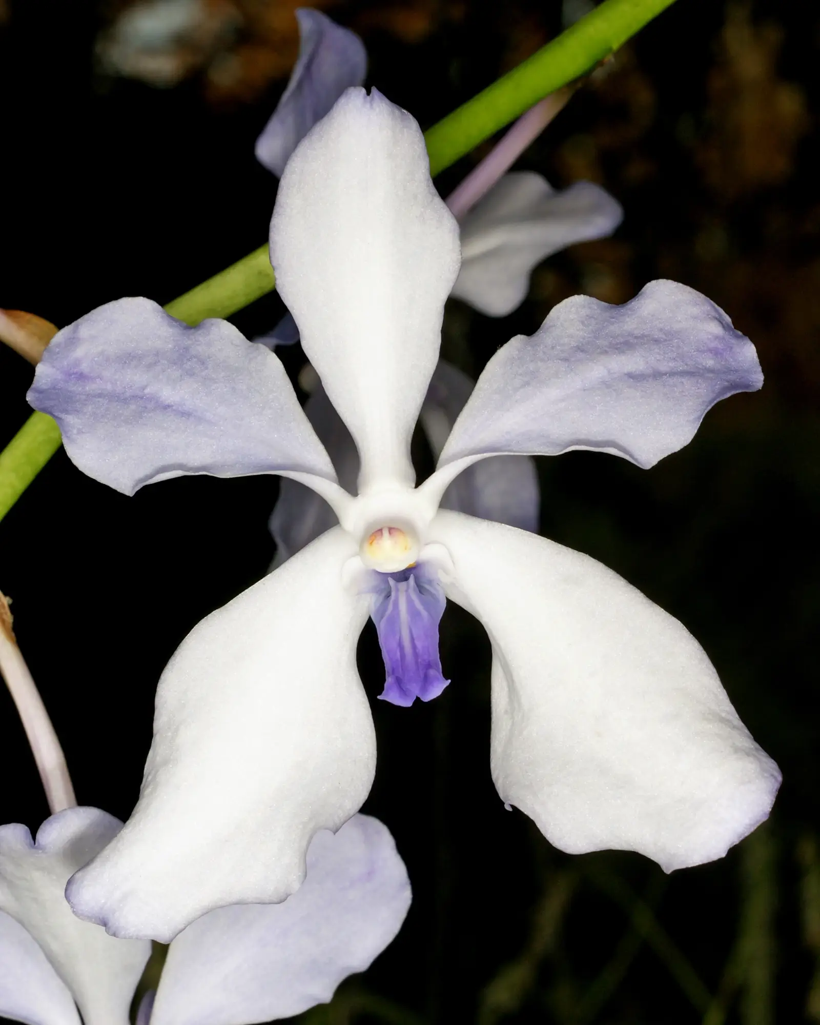 Vanda 'Manhattan' (Vanda)