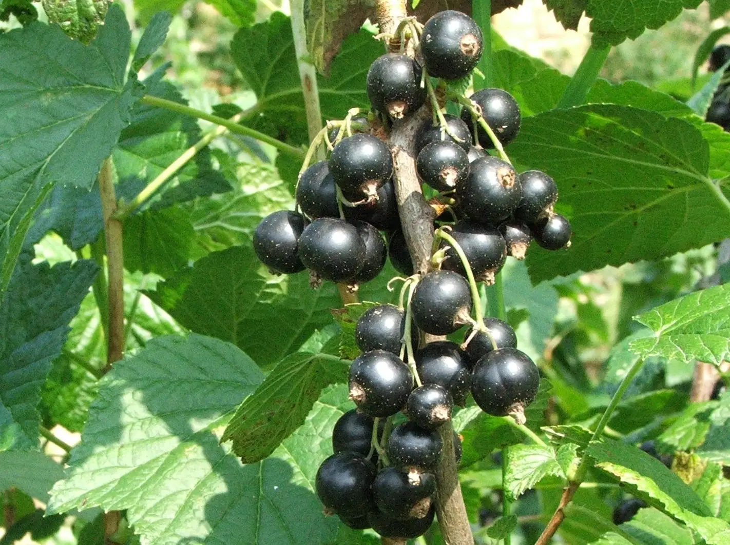 Juodasis serbentas 'Zagadka'