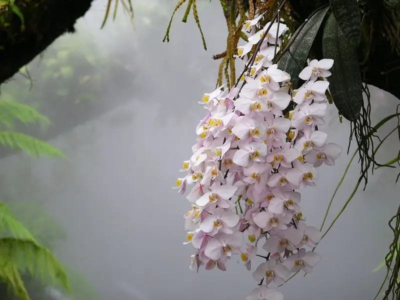 Falenopsis 'Pink Waterfall' (Drugelinė orchidėja)