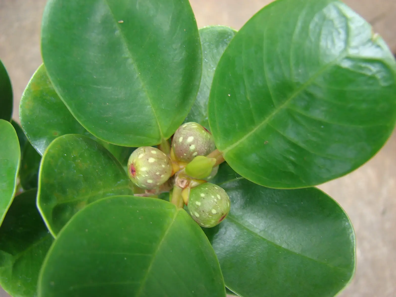Figmedis deltoidinis 'Green' (Fikusas 'Green')