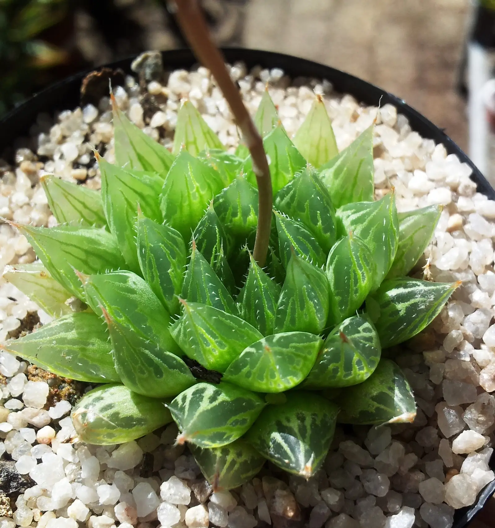 Pieštoji Cooperio Hawortija (Haworthia cooperi 'Picturata')