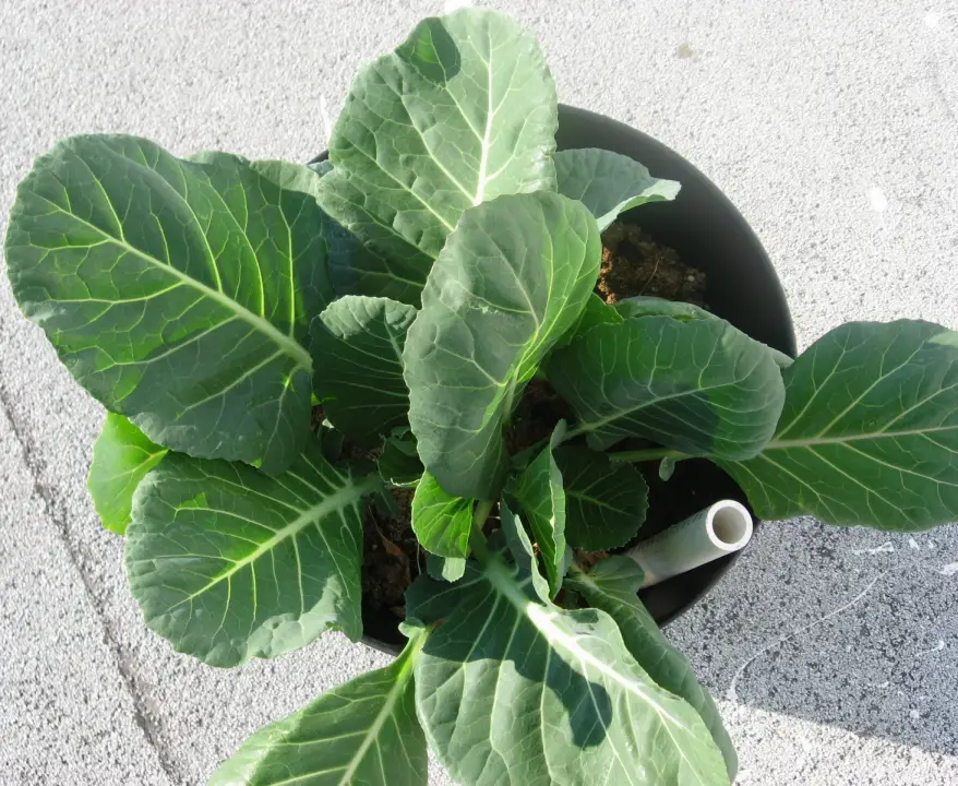 Lapinis kopūstas „Nero di Toscana“ (Brassica oleracea var. acephala)