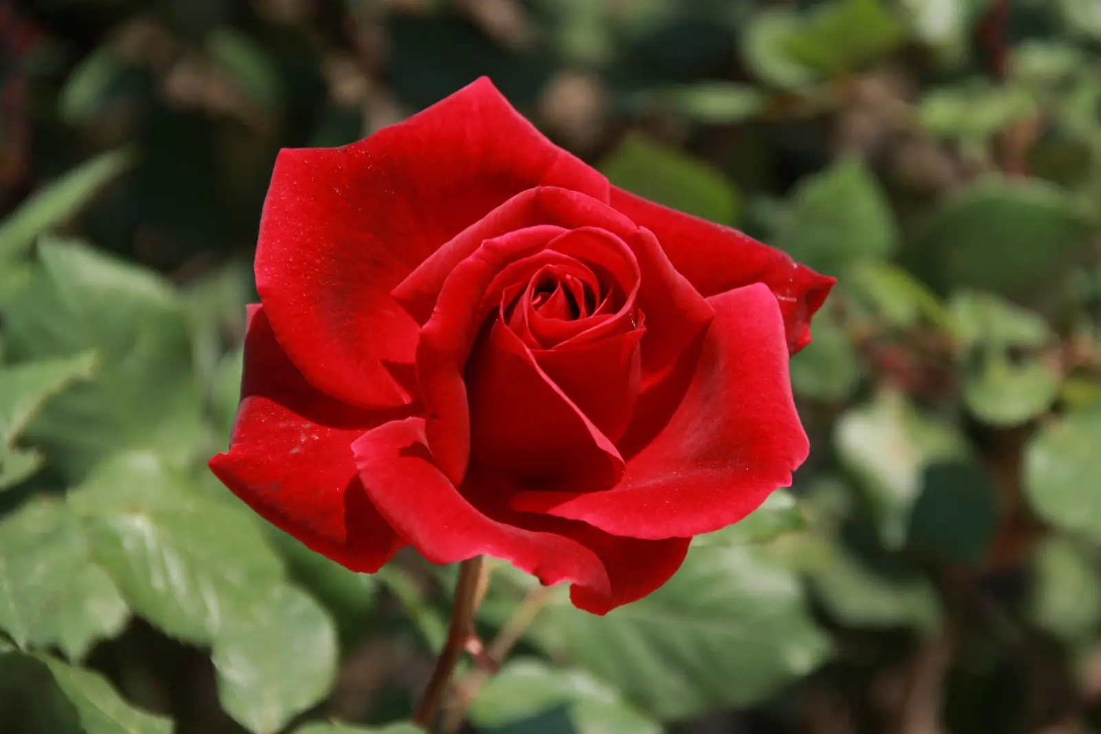 'Mister Lincoln' rožė