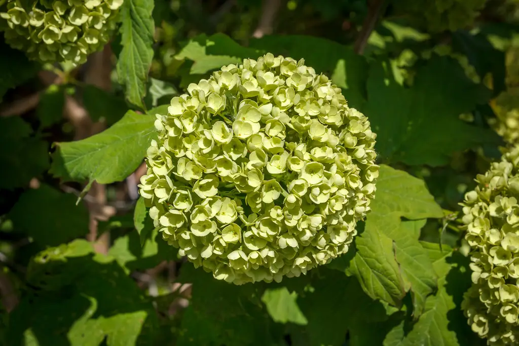 Krūminė hortenzija 'Incrediball' (Strong Annabelle)