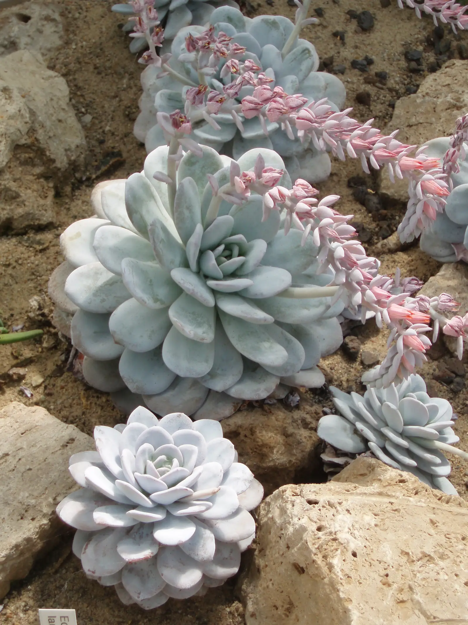 Echeveria 'Laui-Subsessilis' Hibridas