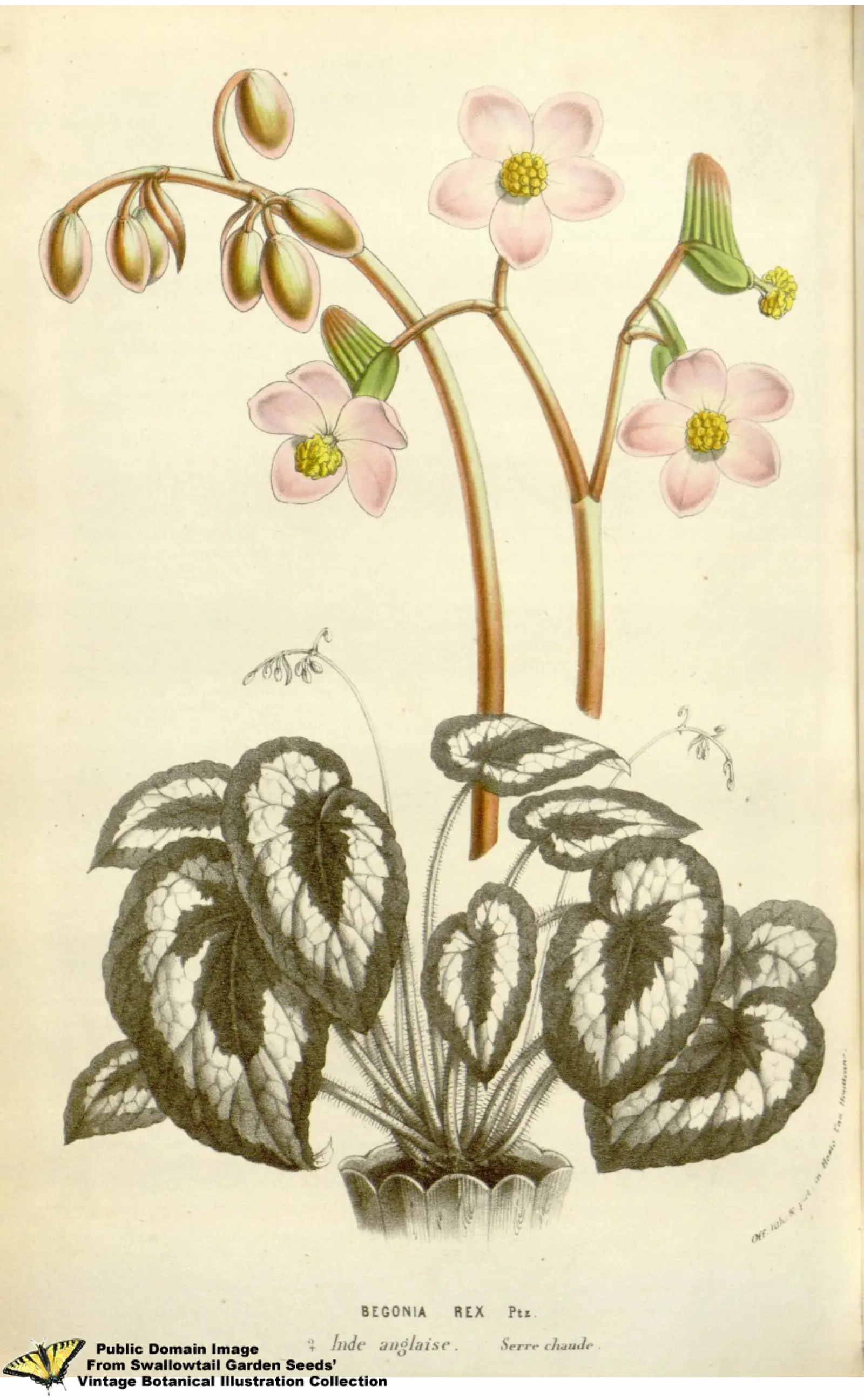 Begonija 'Iron Cross' (Karališkoji begonija)