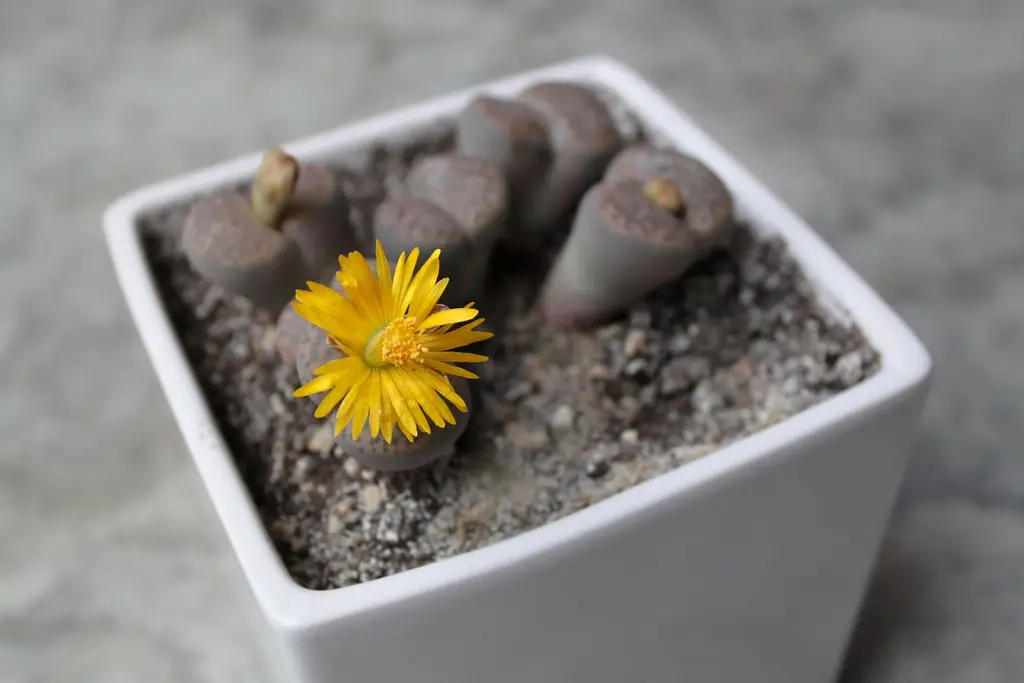 Gyvieji akmenys 'Leslie' (Lithops lesliei)