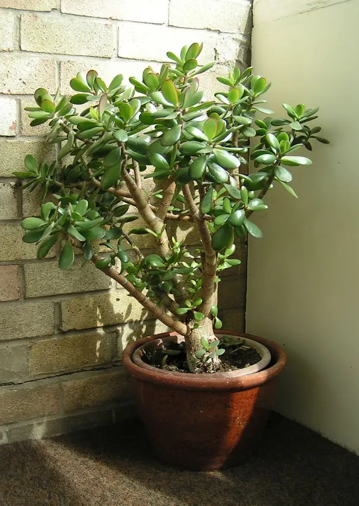 Storlapis 'Gollum' (Orko ausys)