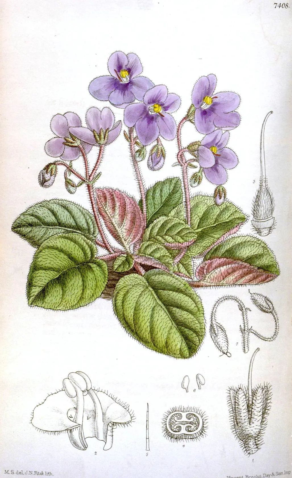 Sanpaulija (Afrikos žibutė)