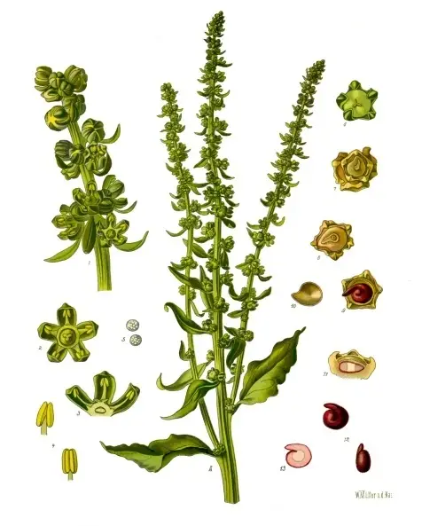 Burokėlis "Albina Vereduna"
