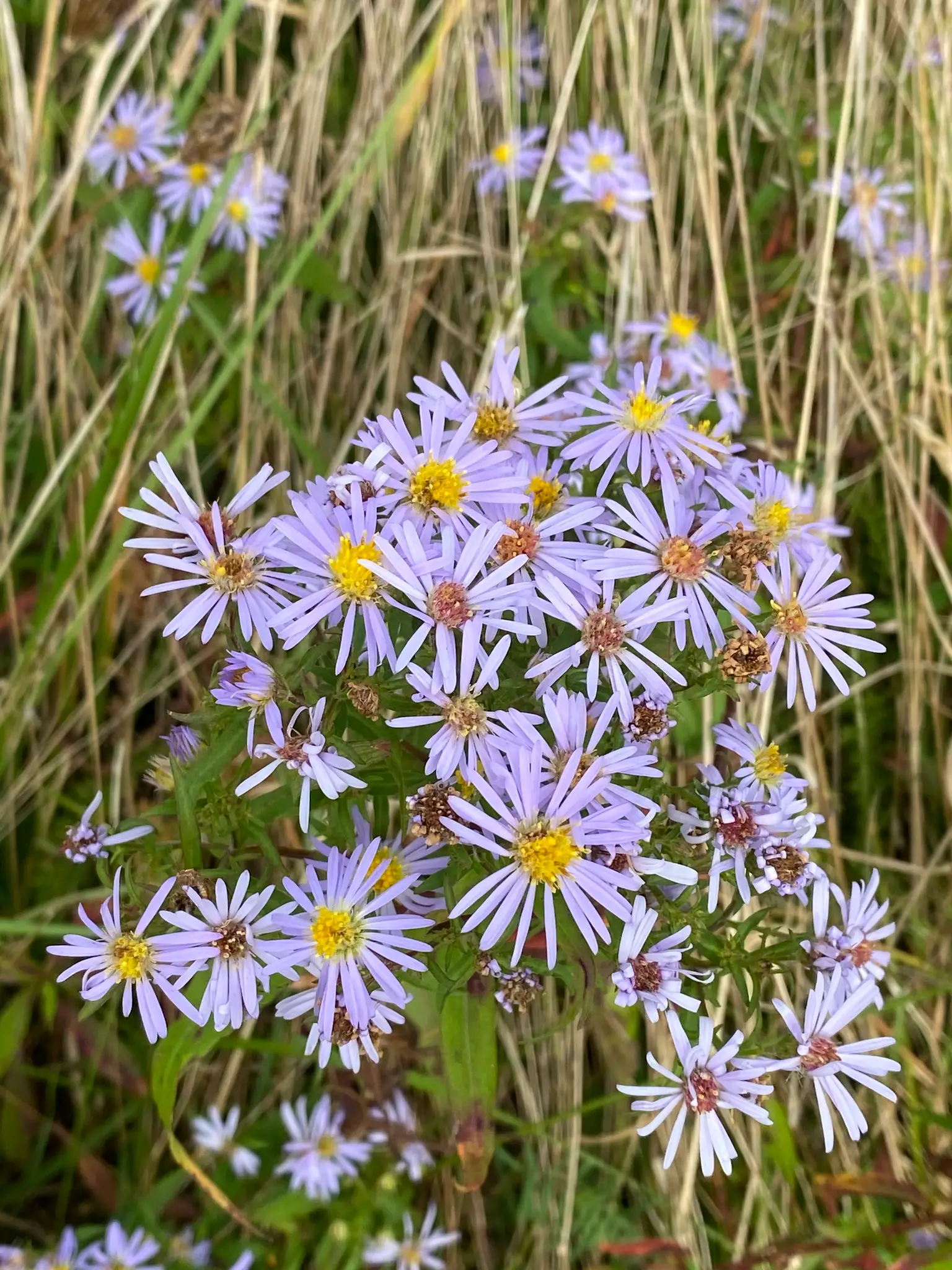 Niujorko astras 'Patricia Ballard' (Rudeninė margarita)