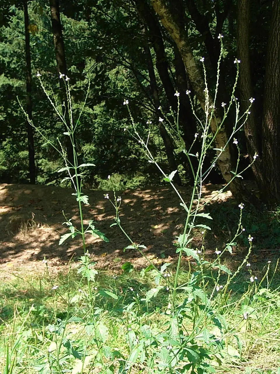 Verbena 'Bampton'