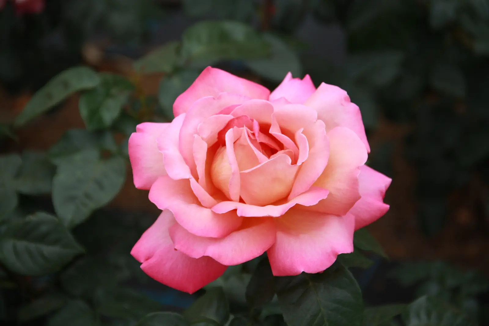 'Čikagos Taika' Rožė (Rosa 'Chicago Peace')