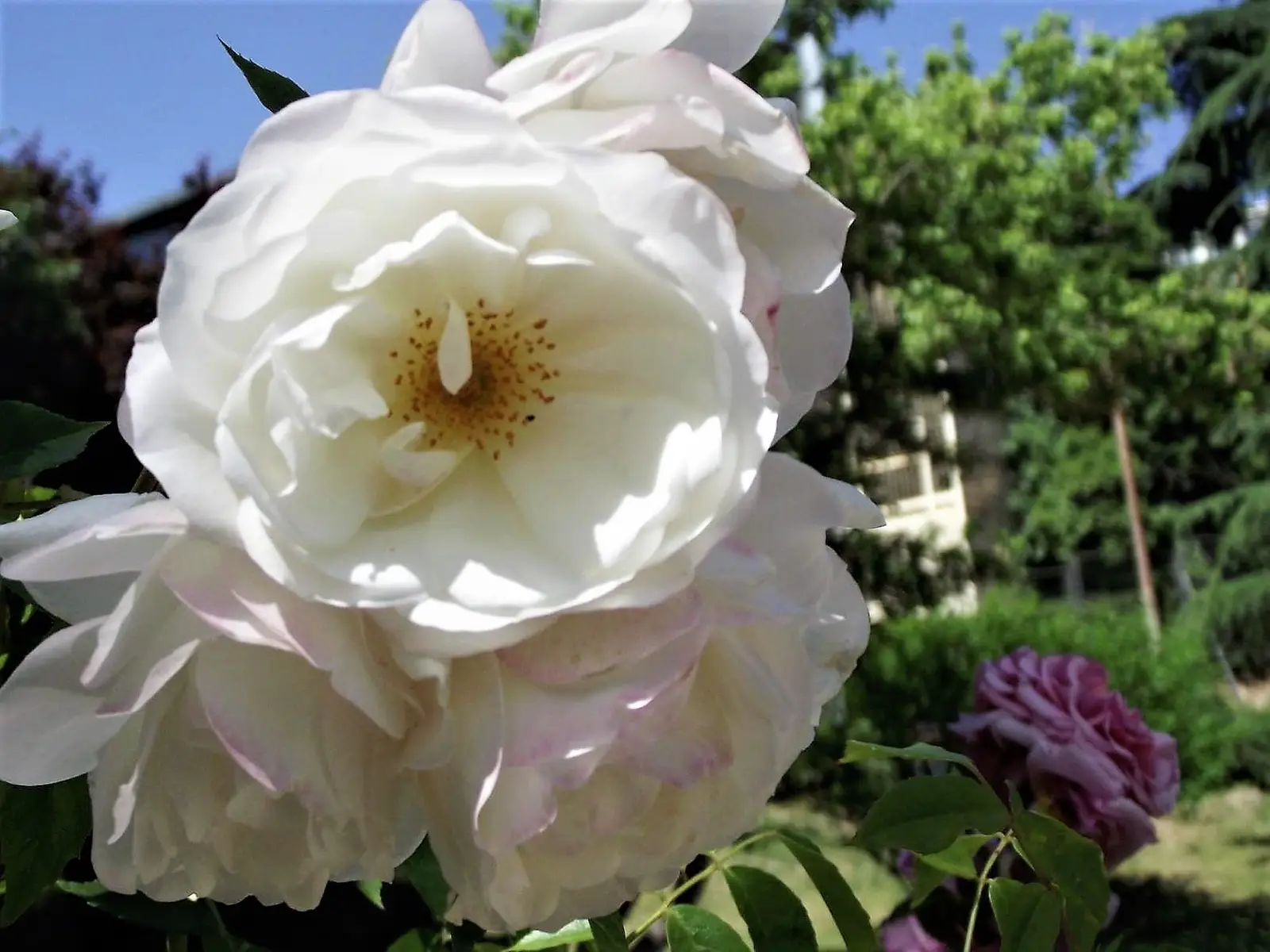 Baltoji floribundinė rožė 'Iceberg' (Schneewittchen)